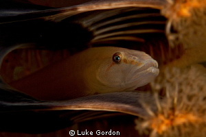 Hiding in a sea pen.... by Luke Gordon 